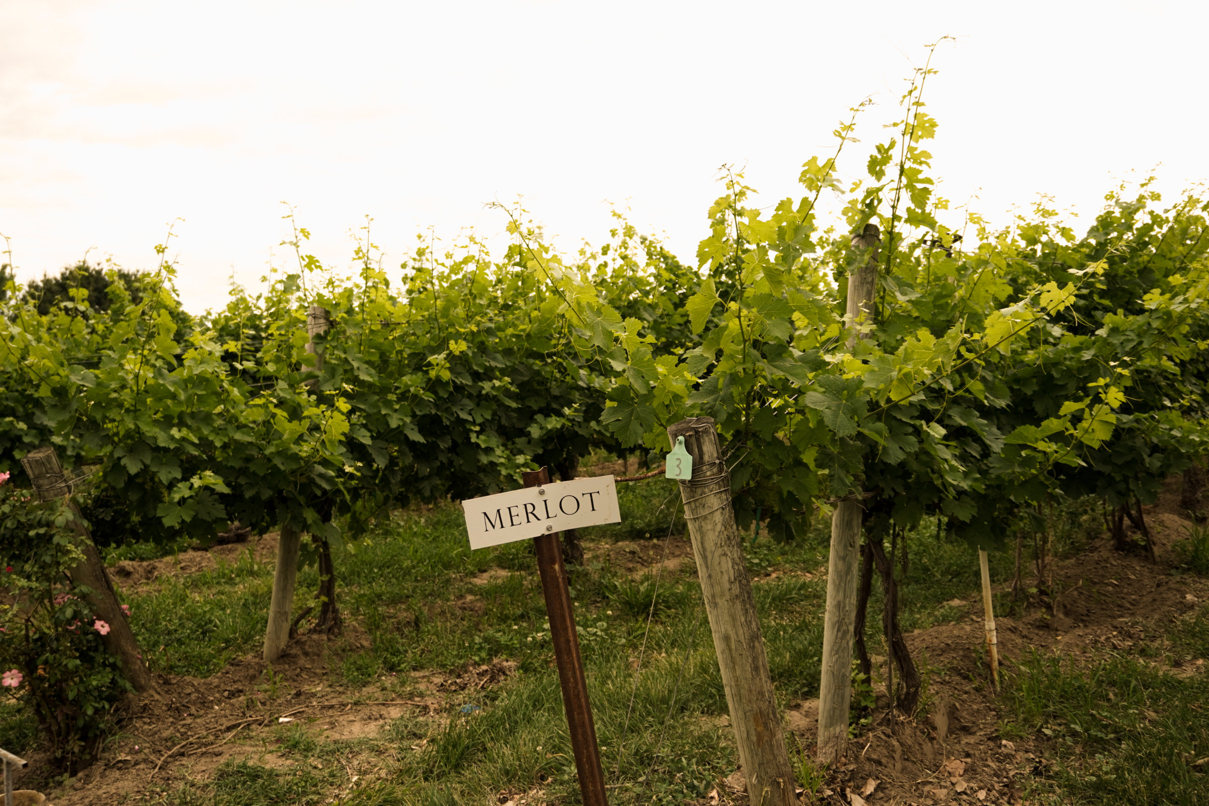 Vineyards-Powers_June-39
