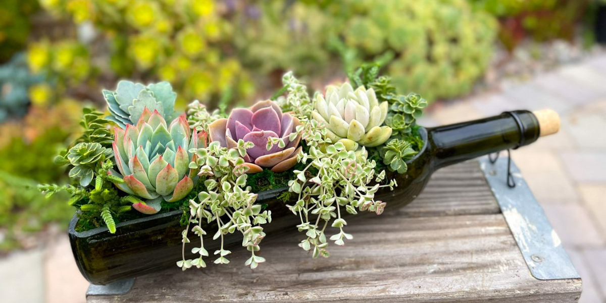 Wine Bottle Succulent Workshop